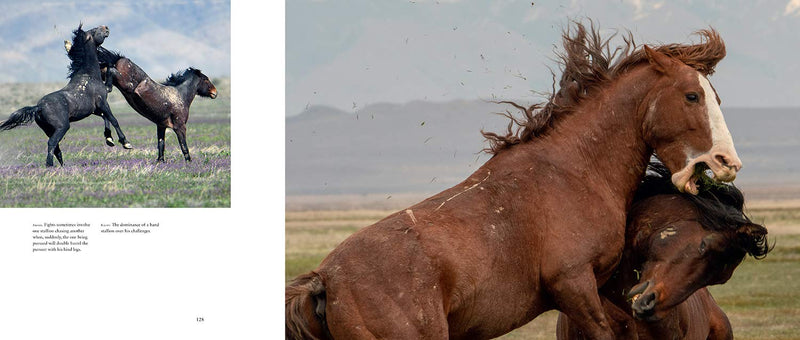 Wild Horses Of The West Book 