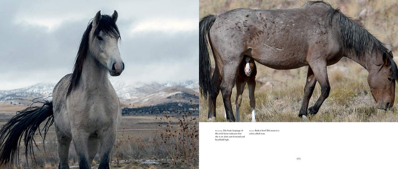 Wild Horses Of The West Book 