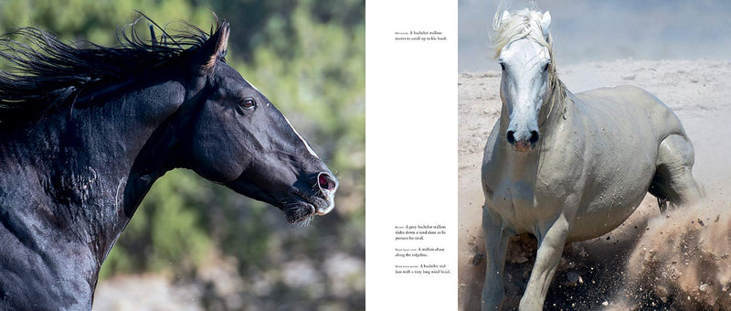 Wild Horses Of The West Book 
